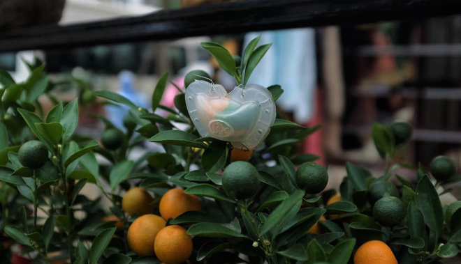 Quất cảnh bám đá phong thủy 4 triệu đồng/bình vẫn đắt hàng sát Tết-9