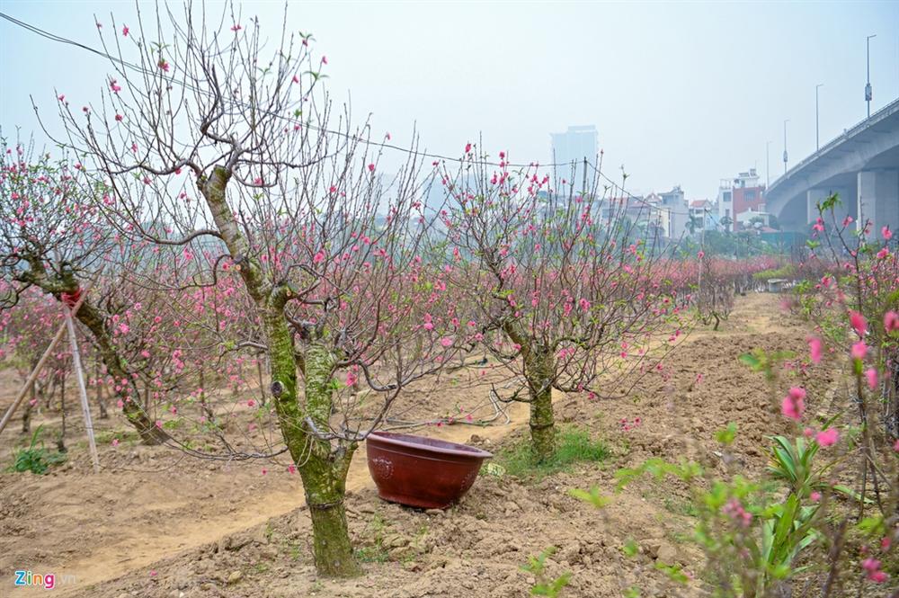 Vườn đào ngập sắc hồng, nông dân thấp thỏm lo mất Tết-7