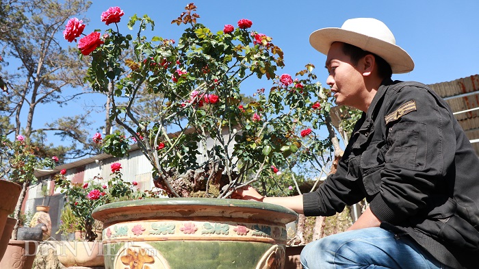 Cụ hồng cổ Pháp 70 năm tuổi trả 100 triệu, chủ kiêu chưa bán-1