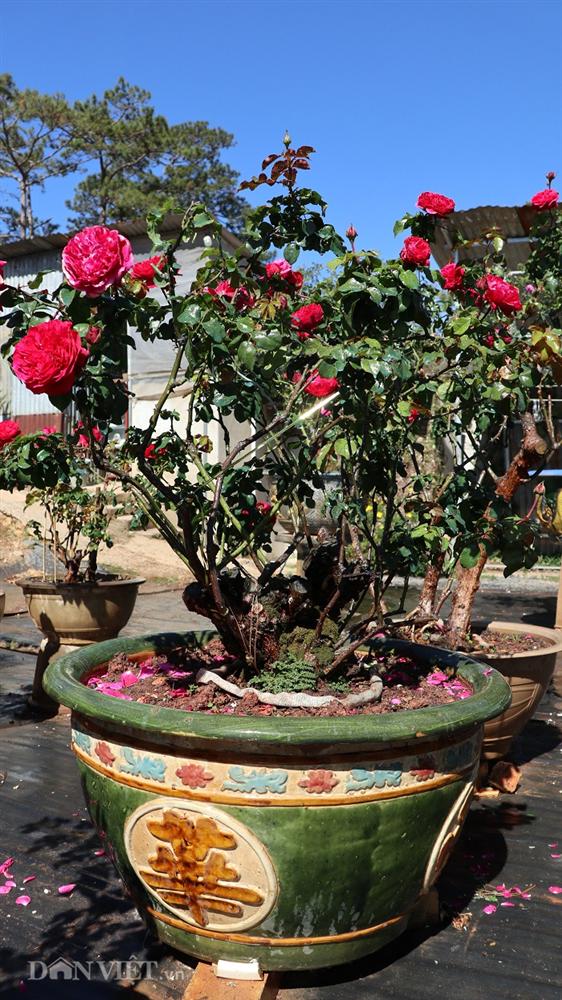 Cụ hồng cổ Pháp 70 năm tuổi trả 100 triệu, chủ kiêu chưa bán-10