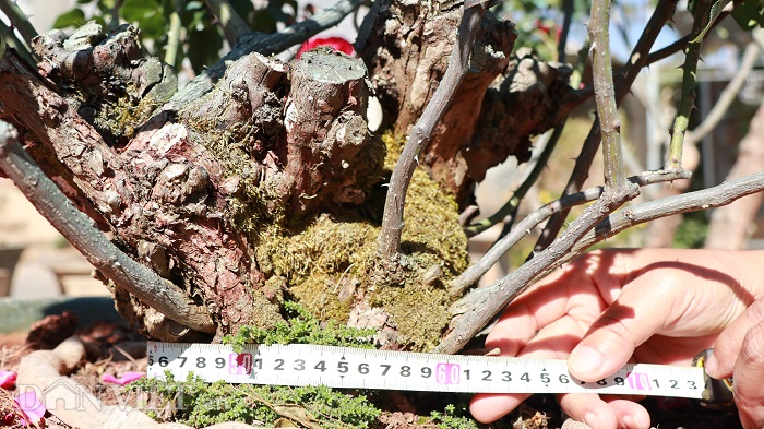 Cụ hồng cổ Pháp 70 năm tuổi trả 100 triệu, chủ kiêu chưa bán-3