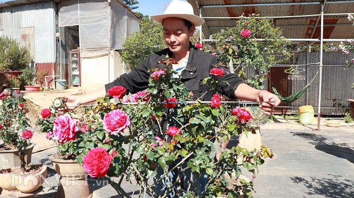 Cụ hồng cổ Pháp 70 năm tuổi trả 100 triệu, chủ kiêu chưa bán-4