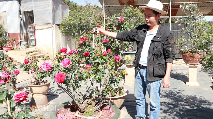 Cụ hồng cổ Pháp 70 năm tuổi trả 100 triệu, chủ kiêu chưa bán-5