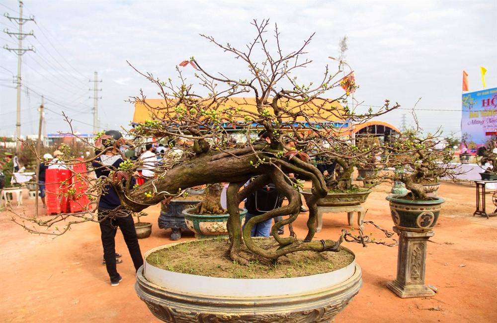 Ngắm khủng long bạo chúa, vũ nữ chân dài ở hội thi đại lão mai-1