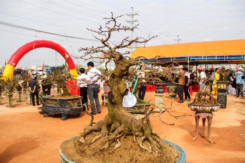 Ngắm khủng long bạo chúa, vũ nữ chân dài ở hội thi đại lão mai-3