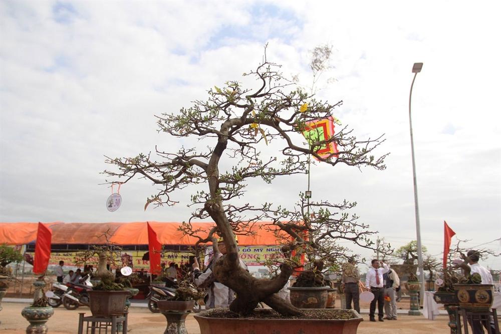 Ngắm khủng long bạo chúa, vũ nữ chân dài ở hội thi đại lão mai-6