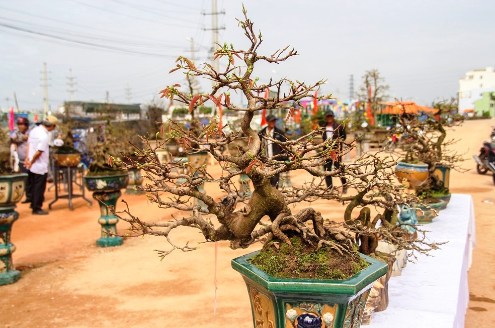 Ngắm khủng long bạo chúa, vũ nữ chân dài ở hội thi đại lão mai-8