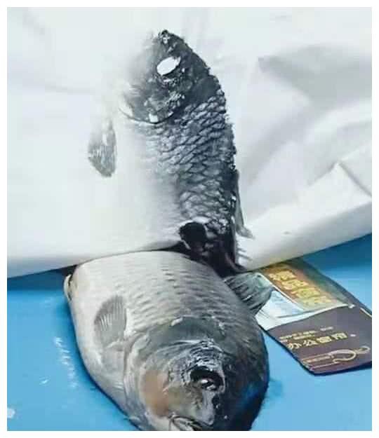 Đi học mẫu giáo có bài tập vẽ cá, cậu bé cùng ông nội làm ra tác phẩm bằng cách bá đạo khiến cô giáo trầm trồ-2