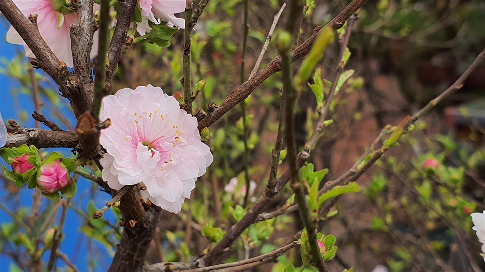 Nhất chi mai to nhiều tiền, dân sành Hà thành mua cây nhỏ để bàn chơi Tết-1