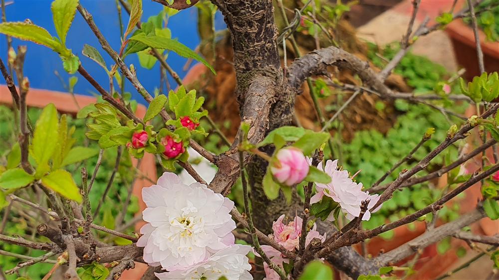 Nhất chi mai to nhiều tiền, dân sành Hà thành mua cây nhỏ để bàn chơi Tết-4