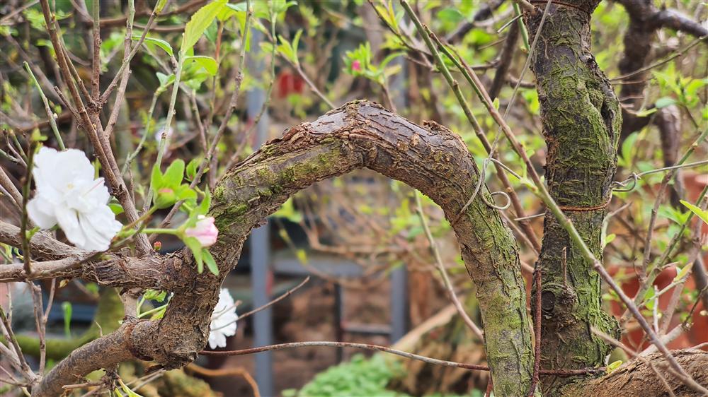 Nhất chi mai to nhiều tiền, dân sành Hà thành mua cây nhỏ để bàn chơi Tết-5