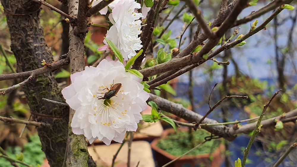 Nhất chi mai to nhiều tiền, dân sành Hà thành mua cây nhỏ để bàn chơi Tết-6