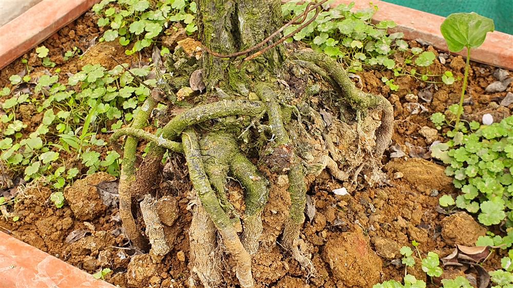 Nhất chi mai to nhiều tiền, dân sành Hà thành mua cây nhỏ để bàn chơi Tết-7
