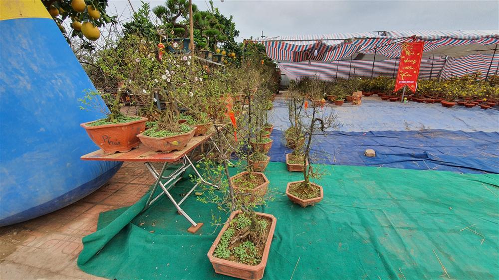Nhất chi mai to nhiều tiền, dân sành Hà thành mua cây nhỏ để bàn chơi Tết-10