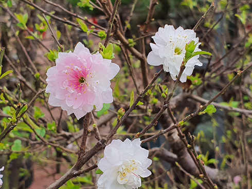 Chuối tiến vua quê Chí Phèo giá tăng chóng mặt vẫn cháy hàng Tết-10