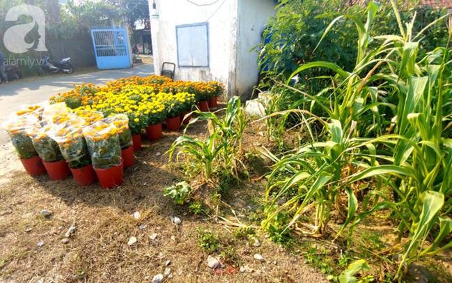 Người vợ ra đi trên tay chồng” khi đi lấy hoa Tết mưu sinh và cái kết có hậu được tạo ra bởi tấm lòng người Sài Gòn-6