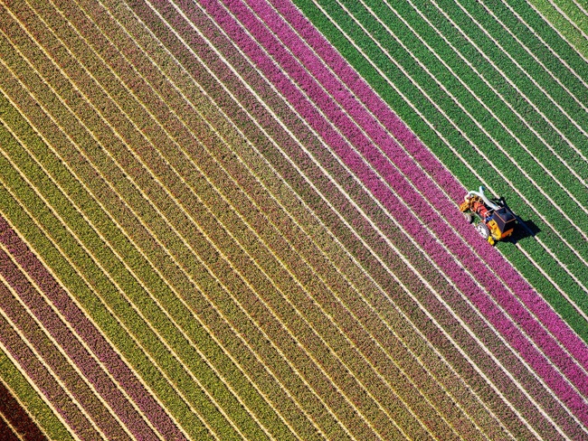 Chiêm ngưỡng những vườn hoa xuân đẹp nhất thế giới-5