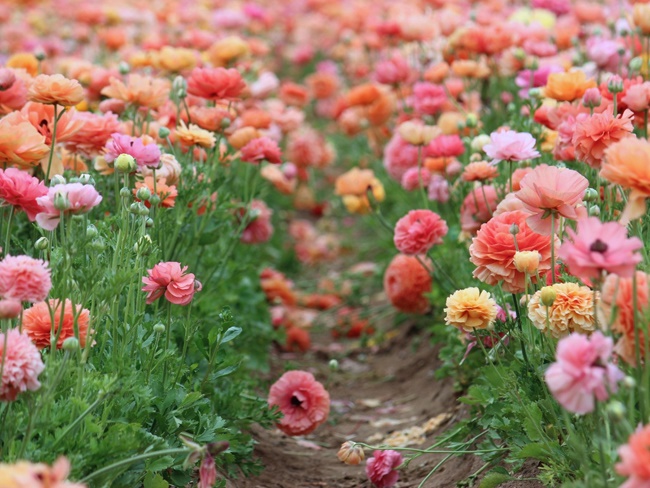 Chiêm ngưỡng những vườn hoa xuân đẹp nhất thế giới-10