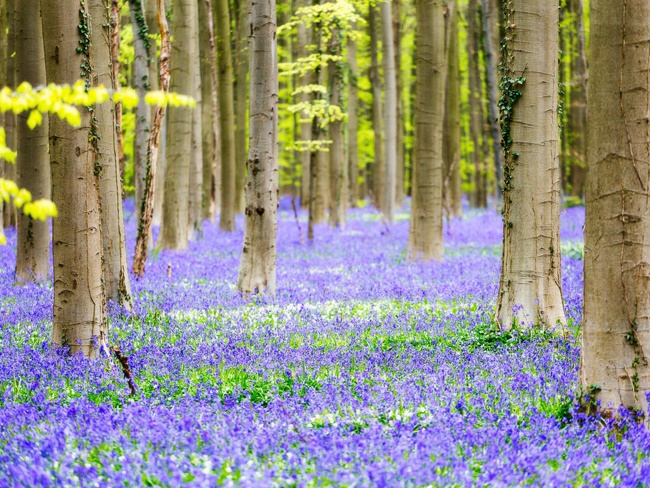 Chiêm ngưỡng những vườn hoa xuân đẹp nhất thế giới-12