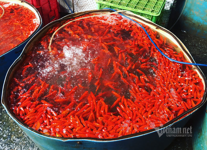 Chợ Hà Nội, khắp nơi đỏ rực một màu cá chép-1