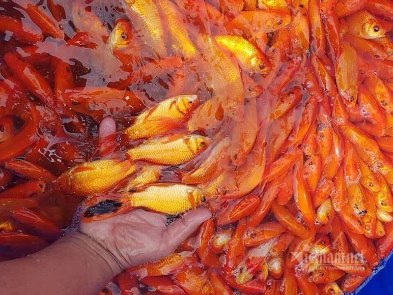 Chợ Hà Nội, khắp nơi đỏ rực một màu cá chép-2