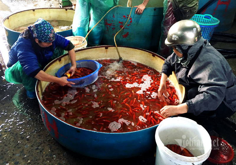 Chợ Hà Nội, khắp nơi đỏ rực một màu cá chép-3