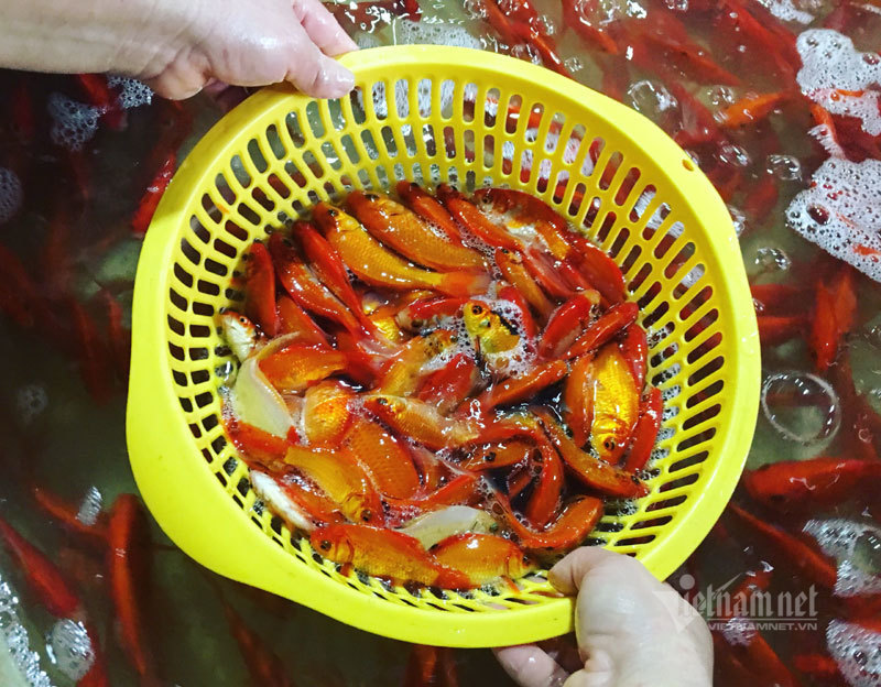 Chợ Hà Nội, khắp nơi đỏ rực một màu cá chép-4