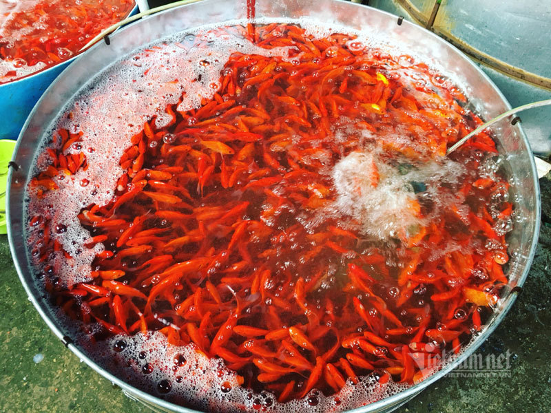 Chợ Hà Nội, khắp nơi đỏ rực một màu cá chép-6