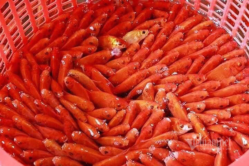 Chợ Hà Nội, khắp nơi đỏ rực một màu cá chép-7