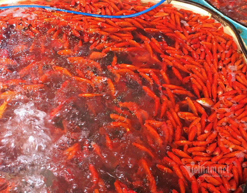 Chợ Hà Nội, khắp nơi đỏ rực một màu cá chép-9