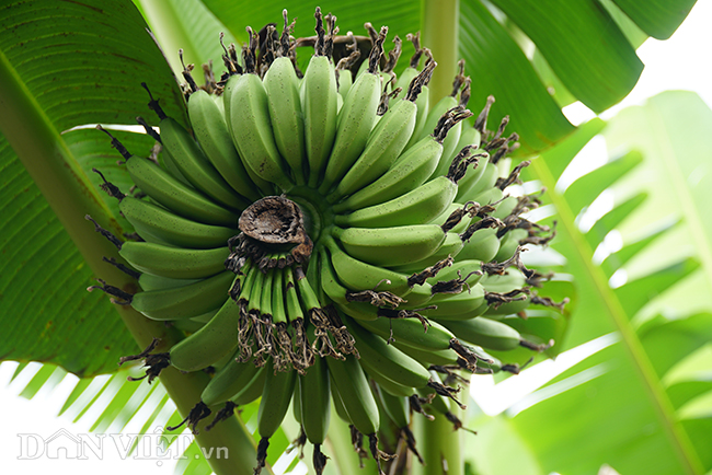 Chuối tiến vua quê Chí Phèo giá tăng chóng mặt vẫn cháy hàng Tết-2