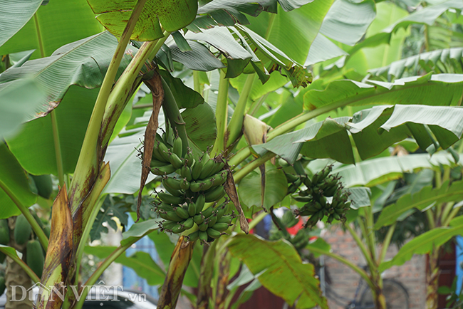 Chuối tiến vua quê Chí Phèo giá tăng chóng mặt vẫn cháy hàng Tết-4