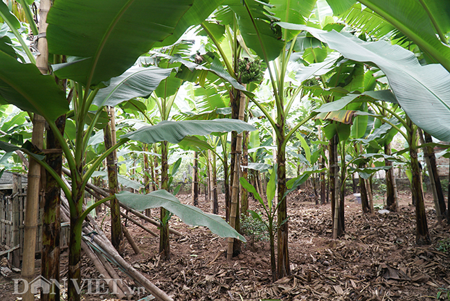 Chuối tiến vua quê Chí Phèo giá tăng chóng mặt vẫn cháy hàng Tết-6