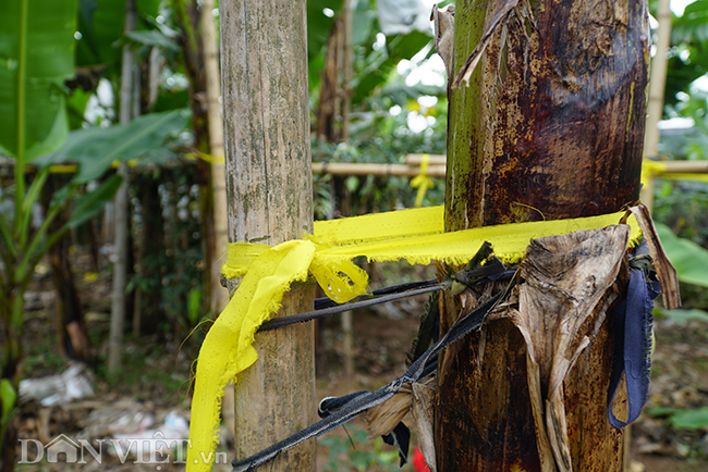 Chuối tiến vua quê Chí Phèo giá tăng chóng mặt vẫn cháy hàng Tết-7