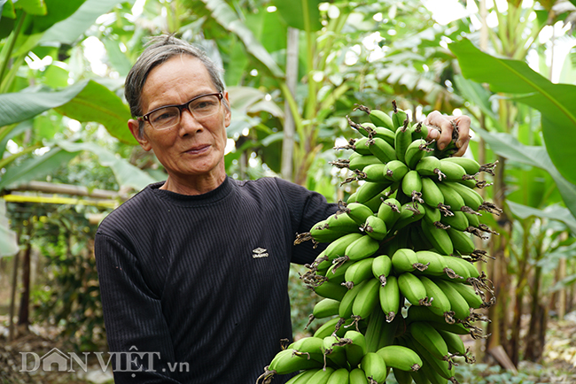 Chuối tiến vua quê Chí Phèo giá tăng chóng mặt vẫn cháy hàng Tết-8
