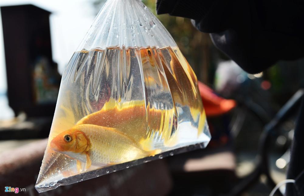 Thả cá, phóng sinh ồ ạt dịp lễ Tết - tạo phúc hay gây tội?-1