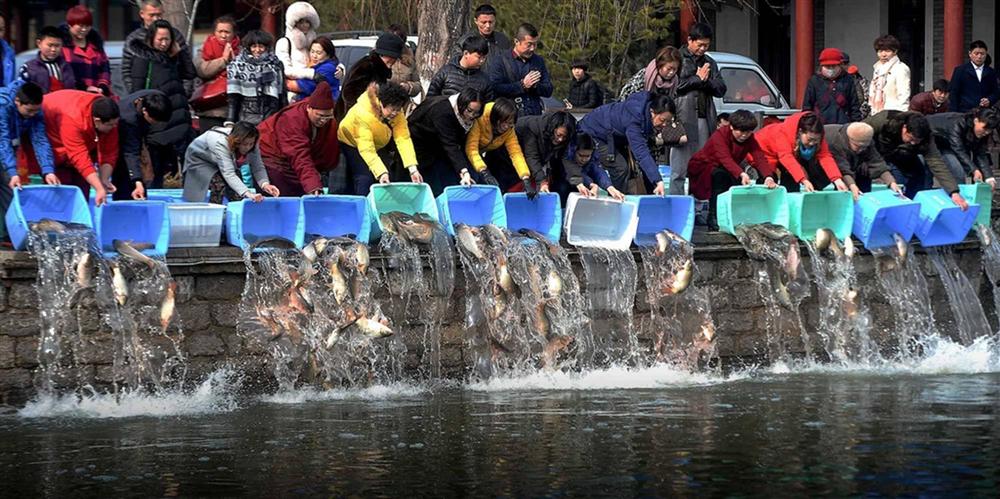 Thả cá, phóng sinh ồ ạt dịp lễ Tết - tạo phúc hay gây tội?-3