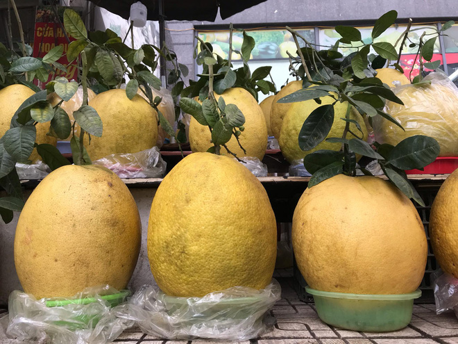 Bưởi siêu to khổng lồ để vài tháng không hỏng, dân Hà Thành đua nhau mua bày Tết-2