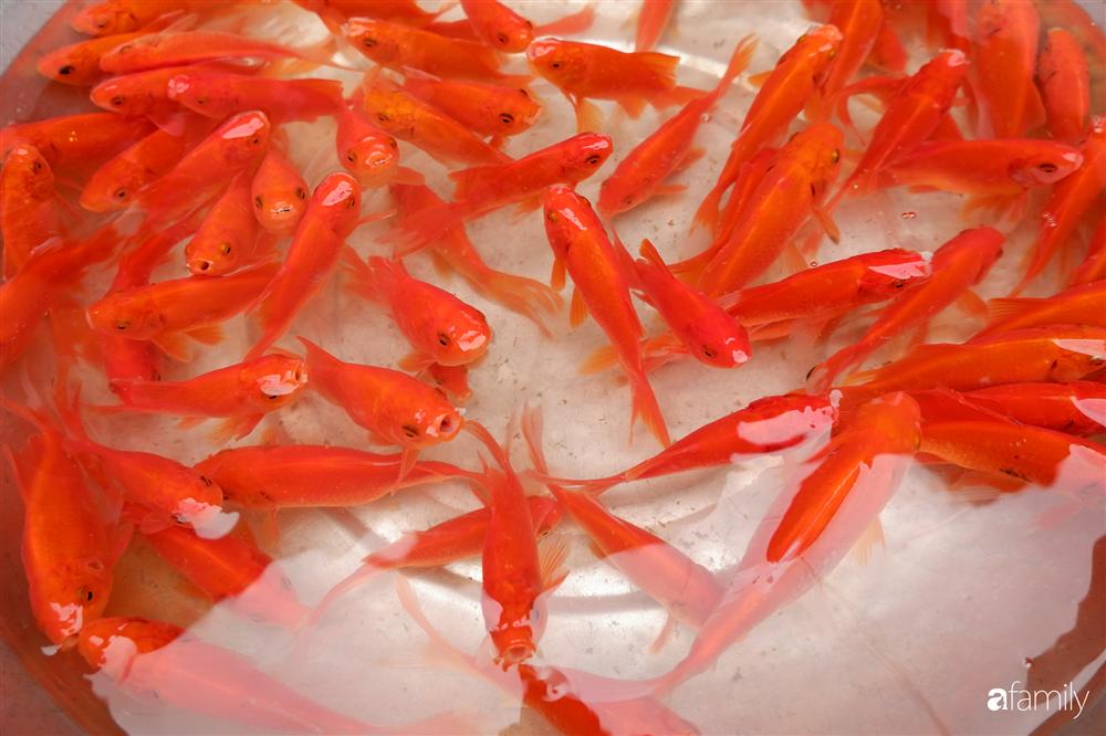 Tiễn ông Táo về trời: Người Hà Nội nhộn nhịp khiến không khí mua sắm tấp nập trên mỗi khu chợ-2