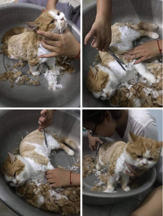 Sau vài đường kéo của cô chủ, mèo con lột xác kinh dị, bức ảnh cuối khiến tất cả bật cười-1