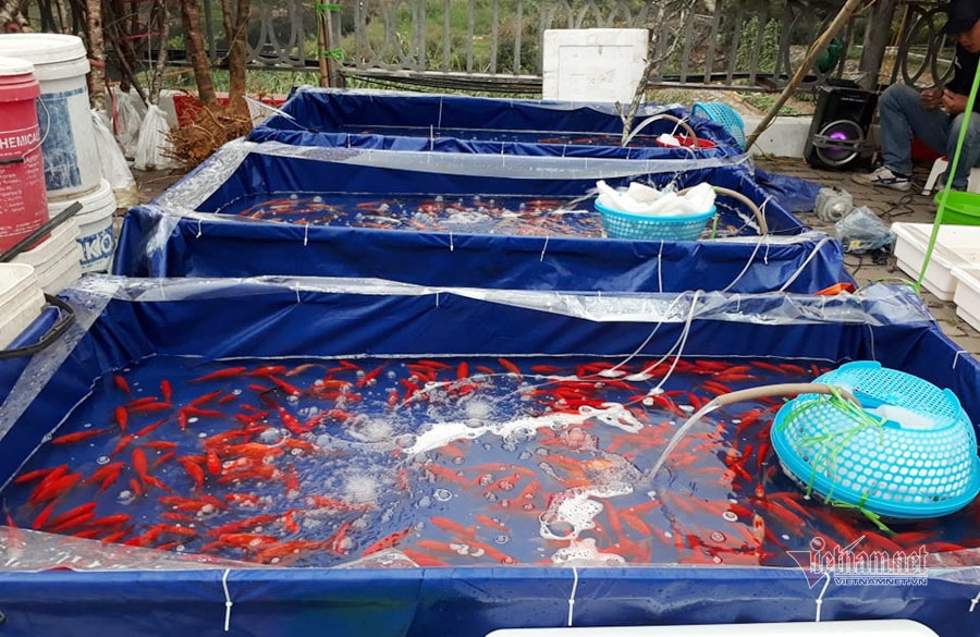 Nước sông đen kịt, bốc mùi, người Hà Nội vẫn đua nhau thả cá-4