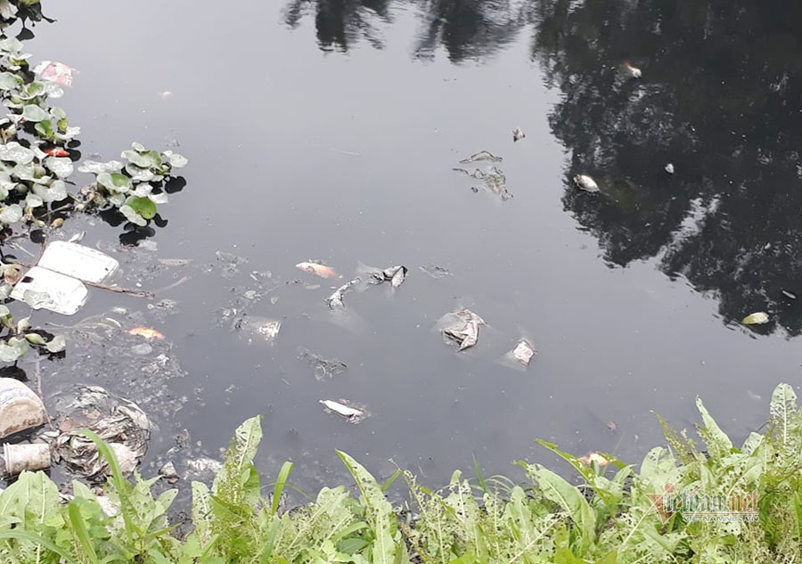 Nước sông đen kịt, bốc mùi, người Hà Nội vẫn đua nhau thả cá-10