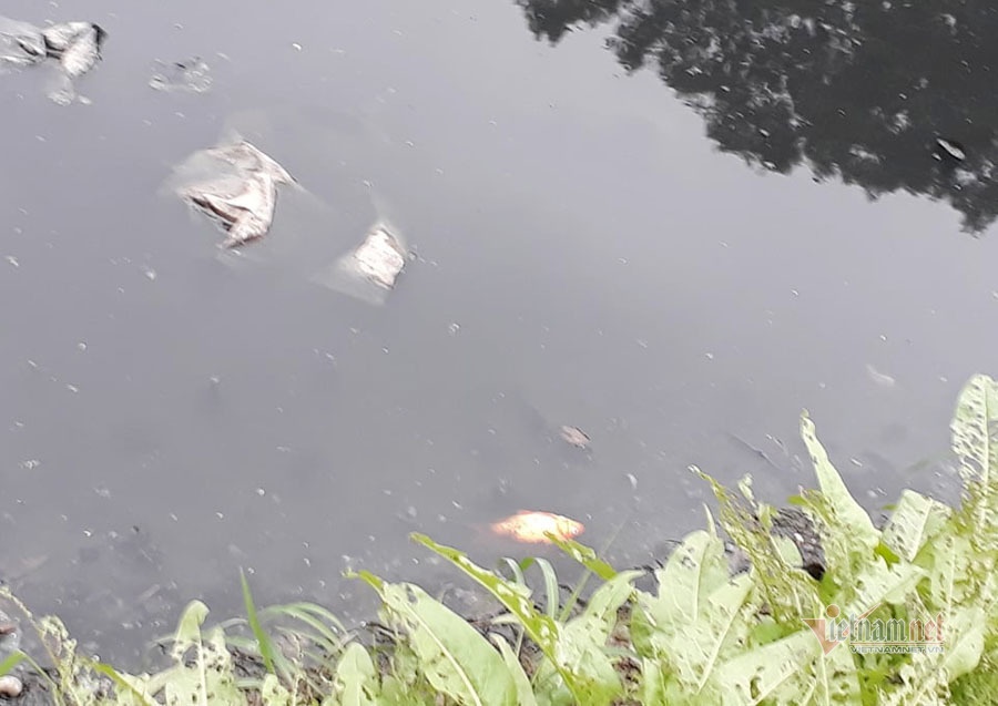 Nước sông đen kịt, bốc mùi, người Hà Nội vẫn đua nhau thả cá-11