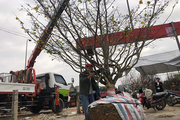 Nổi nhất tết này, mai rừng 40 năm tuổi giá 100 triệu-1