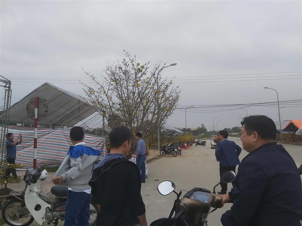 Nổi nhất tết này, mai rừng 40 năm tuổi giá 100 triệu-10