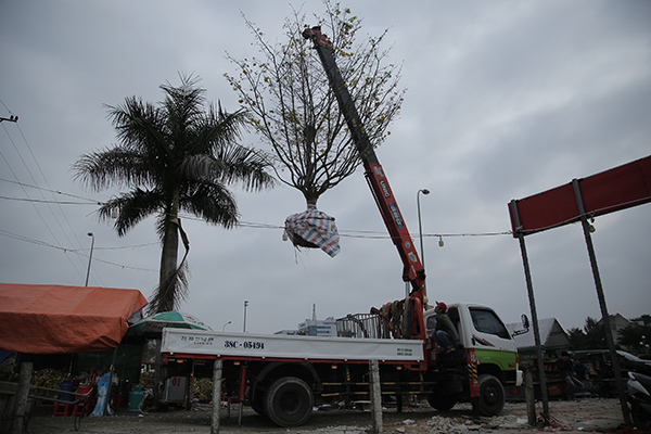 Nổi nhất tết này, mai rừng 40 năm tuổi giá 100 triệu-2