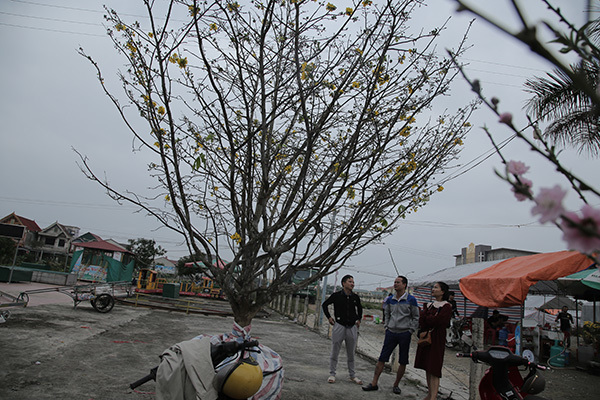 Nổi nhất tết này, mai rừng 40 năm tuổi giá 100 triệu-3
