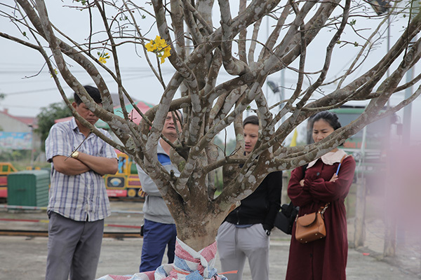 Nổi nhất tết này, mai rừng 40 năm tuổi giá 100 triệu-4