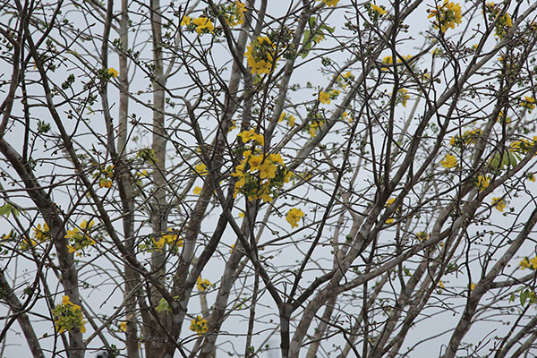 Nổi nhất tết này, mai rừng 40 năm tuổi giá 100 triệu-6