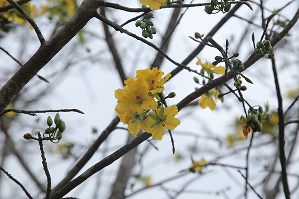 Nổi nhất tết này, mai rừng 40 năm tuổi giá 100 triệu-7